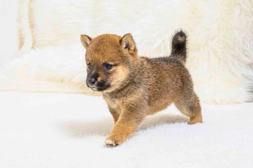 豆柴犬 販売子犬番号 みことくん 写真3