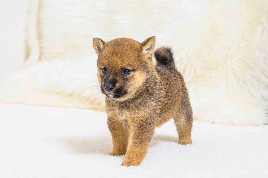 豆柴犬 販売子犬番号 みことくん 写真5
