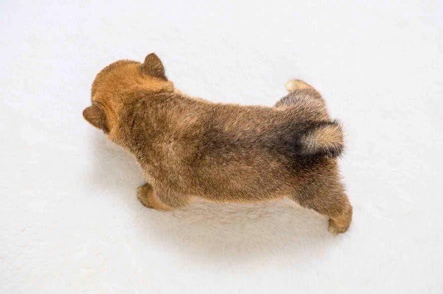 豆柴犬 販売子犬番号 みことくん 写真7