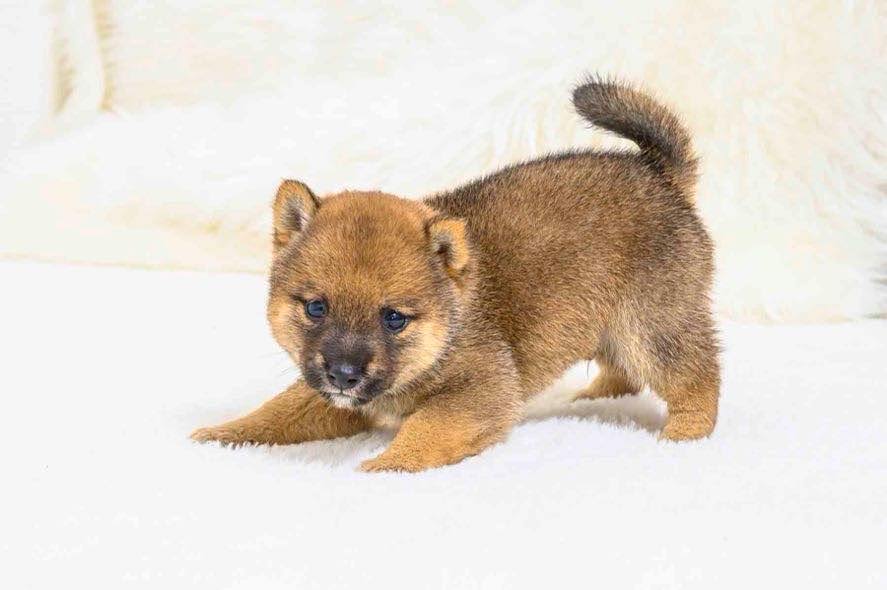 豆柴犬 販売子犬番号 みことくん 写真6