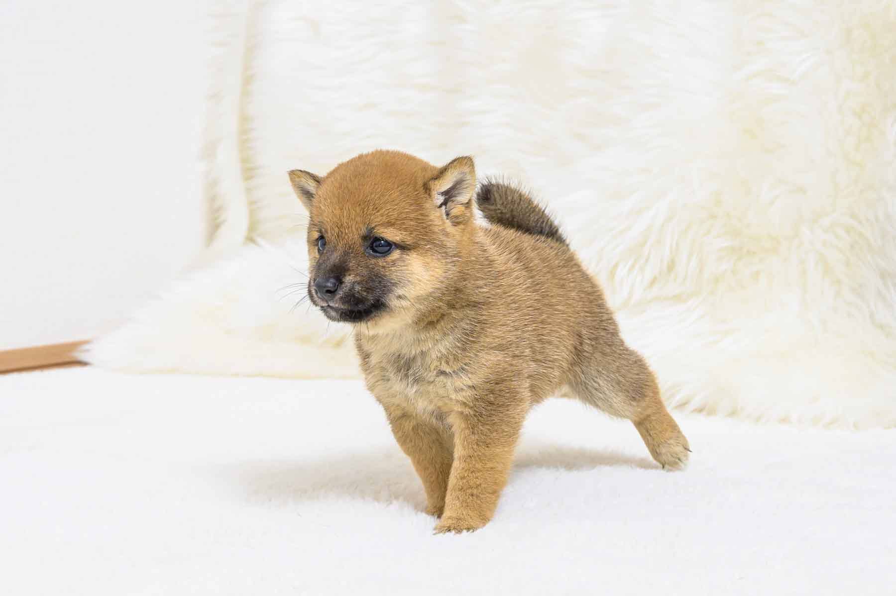 豆柴犬 販売子犬番号 りくくん 写真3