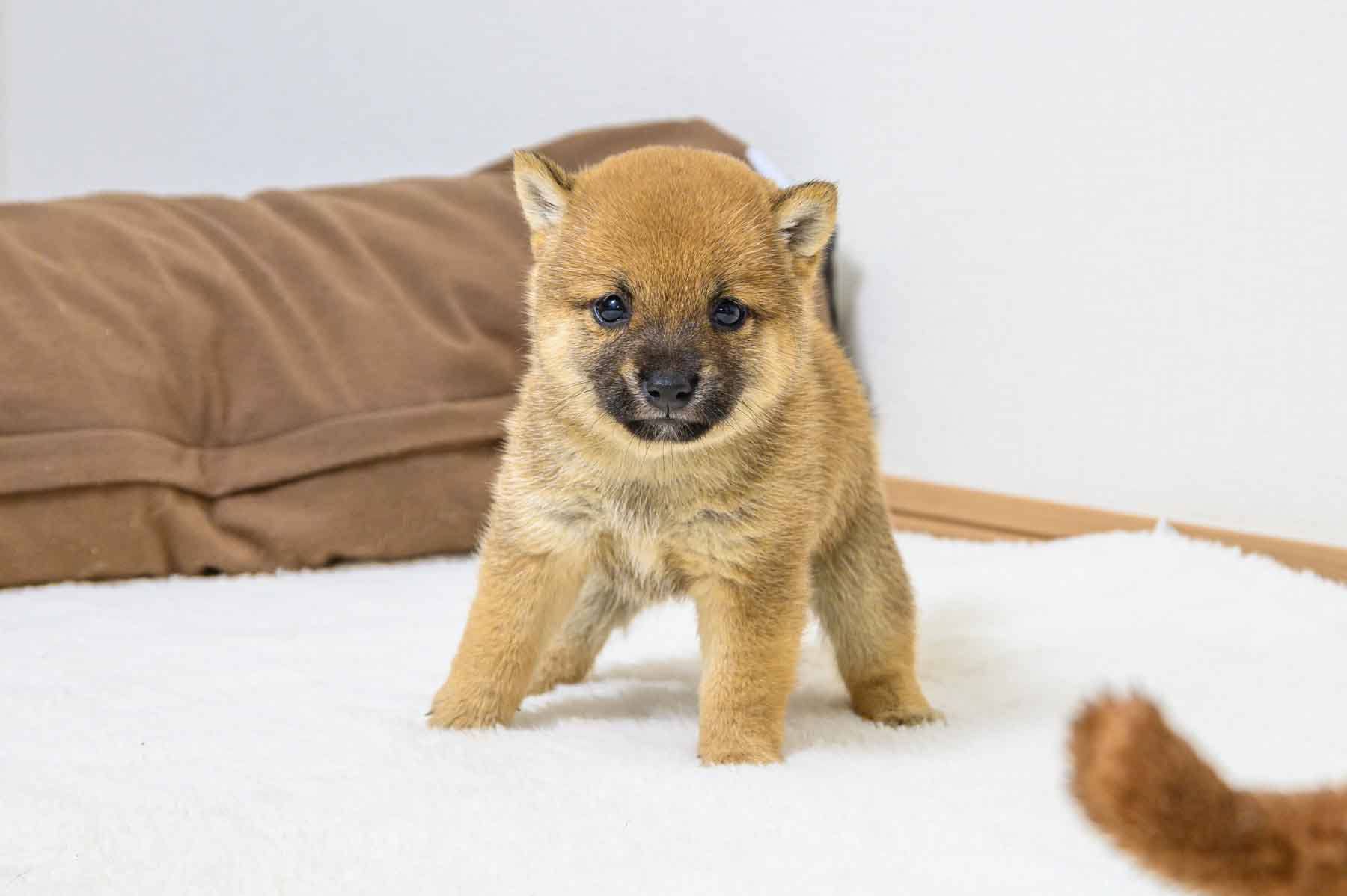 豆柴犬 販売子犬番号 りくくん 写真2