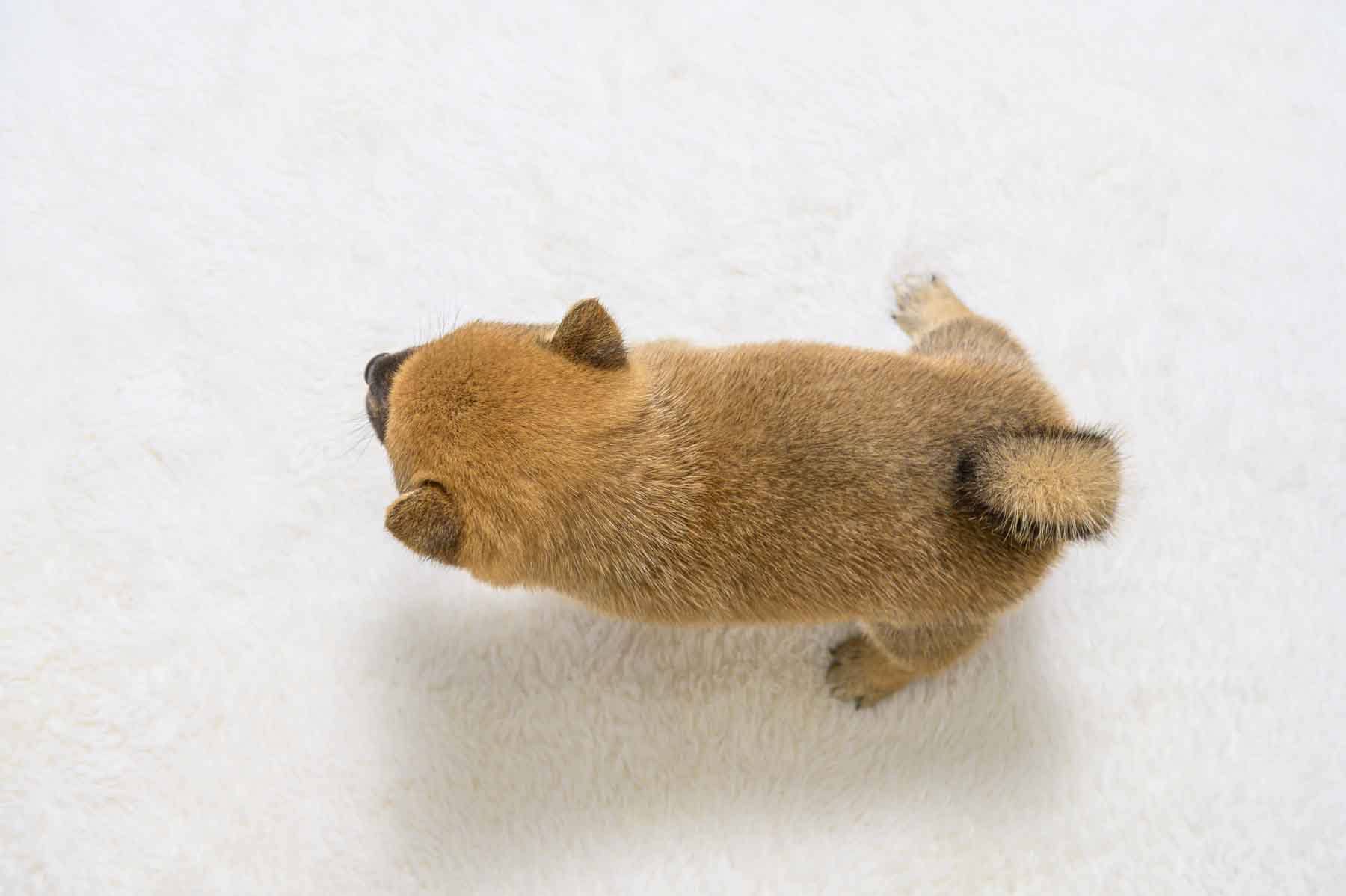 豆柴犬 販売子犬番号 りくくん 写真6