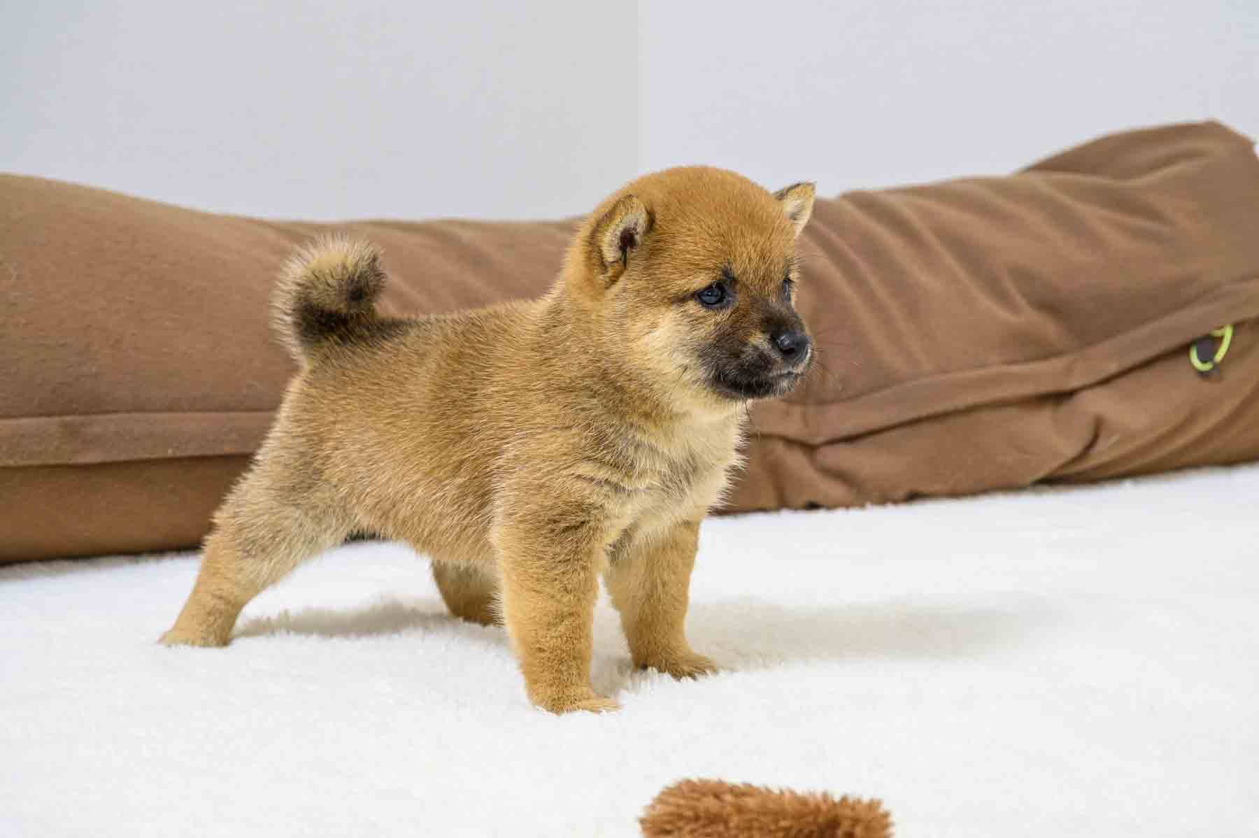 豆柴犬 販売子犬番号 りくくん 写真4