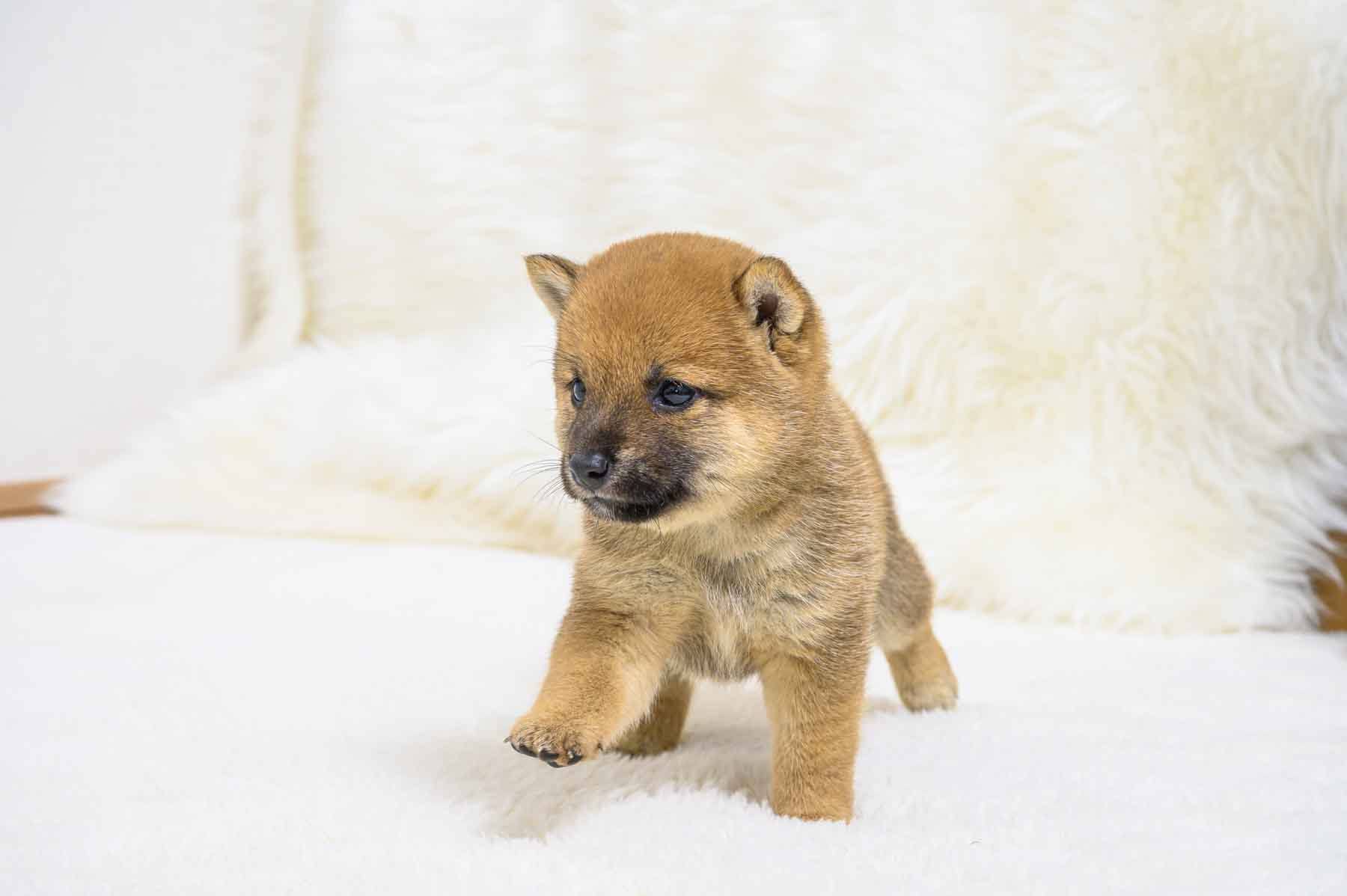 豆柴犬 販売子犬番号 りくくん 写真5
