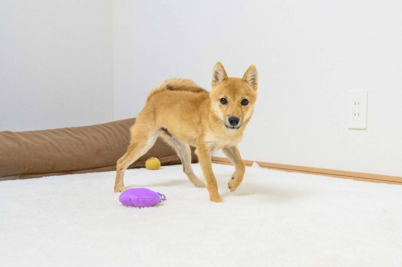 豆柴犬 販売子犬番号 さくらおう 写真4