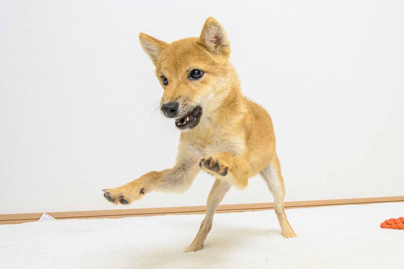 豆柴犬 販売子犬番号 さくらおう 写真3