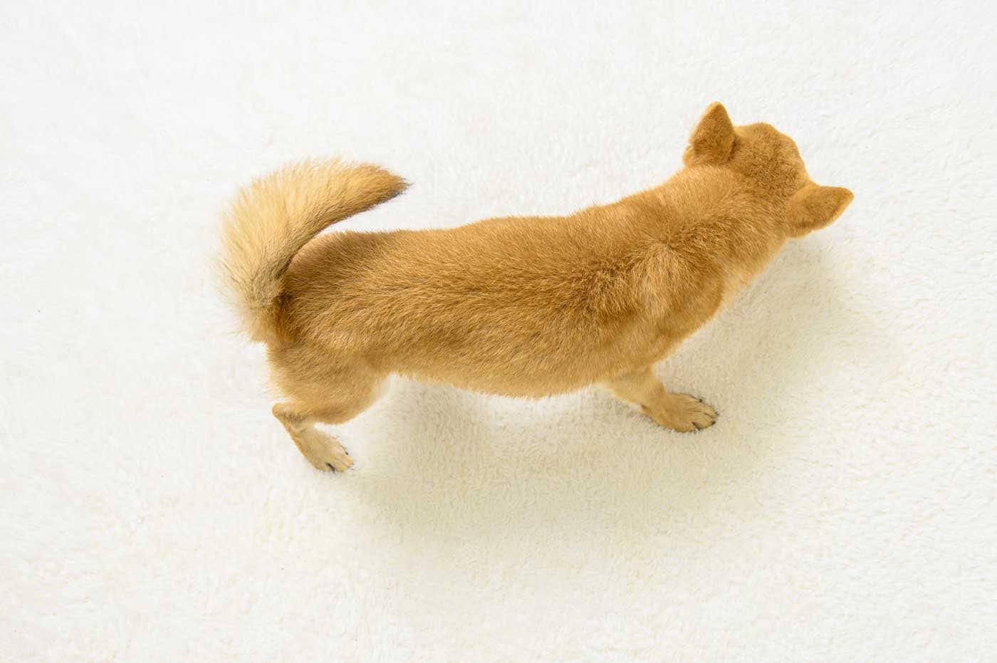 豆柴犬 販売子犬番号 さくらおう 写真7