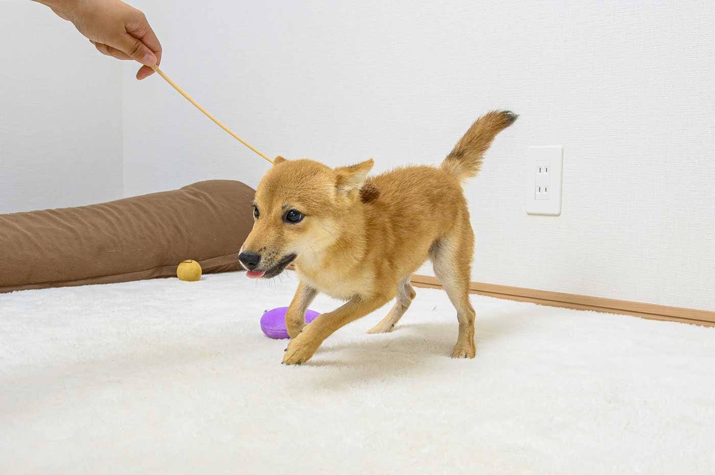 豆柴犬 販売子犬番号 さくらおう 写真2