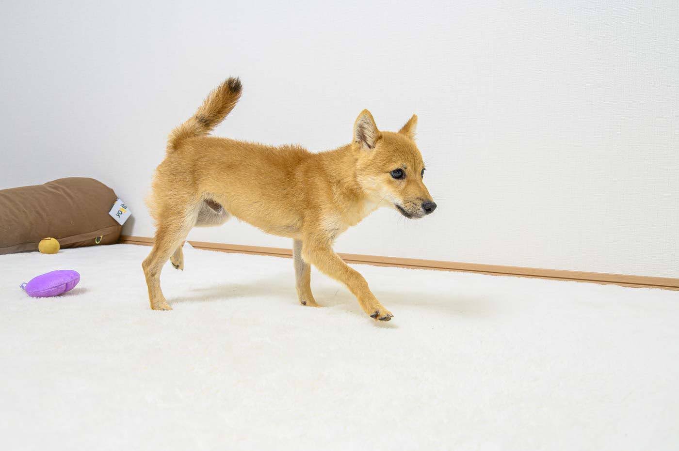 豆柴犬 販売子犬番号 さくらおう 写真5