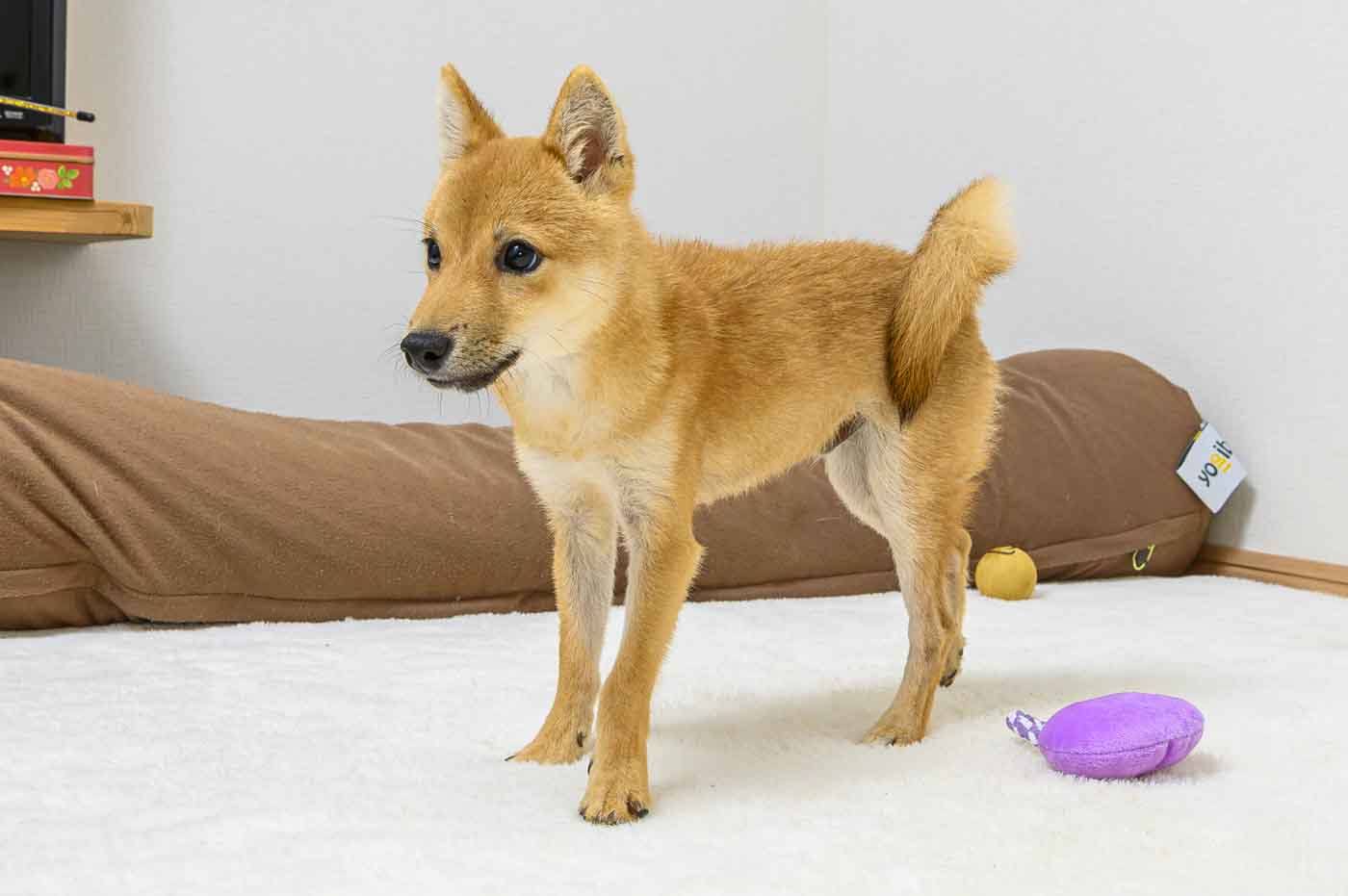 豆柴犬 販売子犬番号 さくらおう 写真6