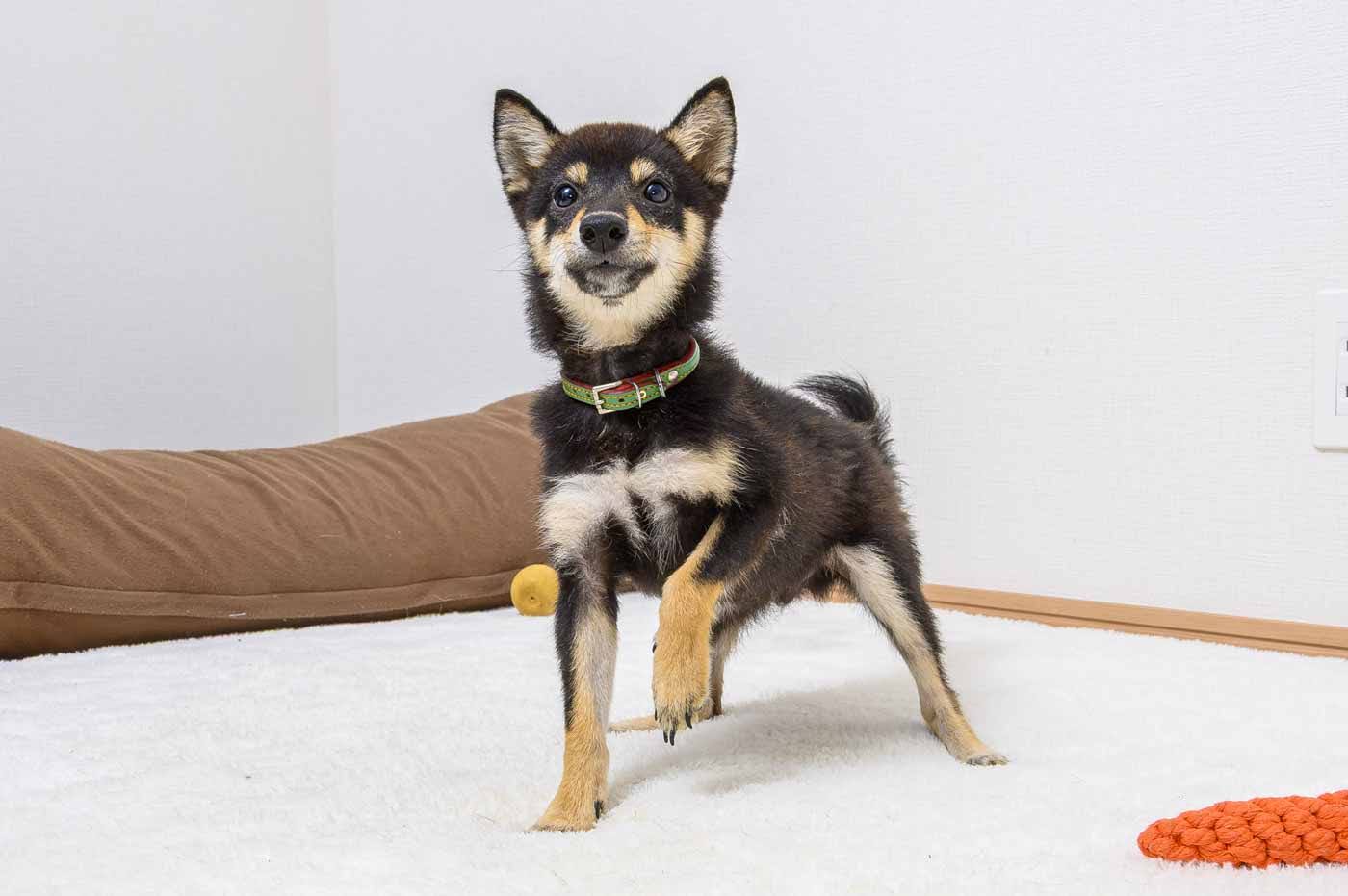 豆柴犬 販売子犬番号 くろてんしょう 写真2
