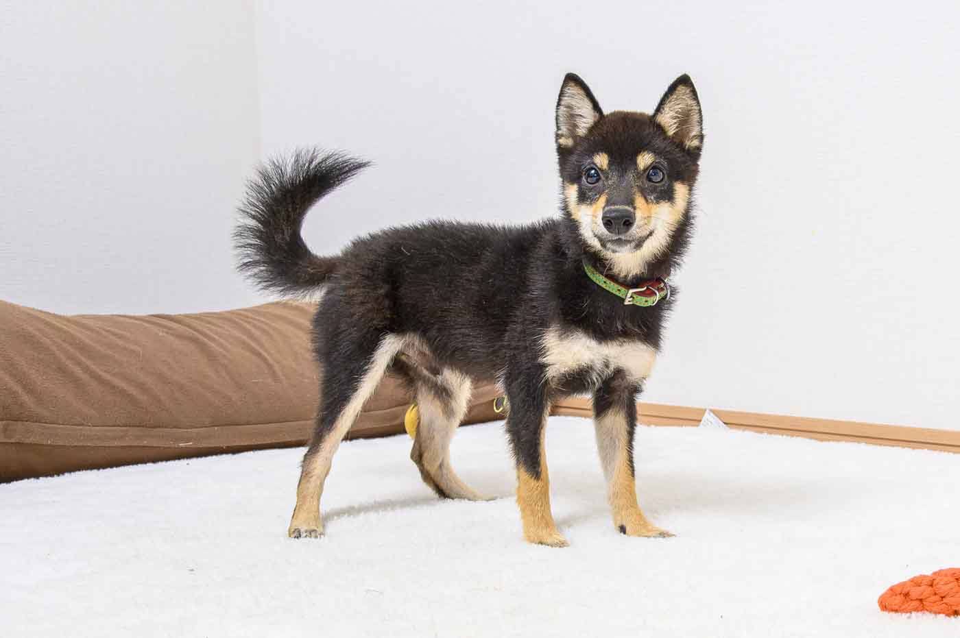 豆柴犬 販売子犬番号 くろてんしょう 写真3