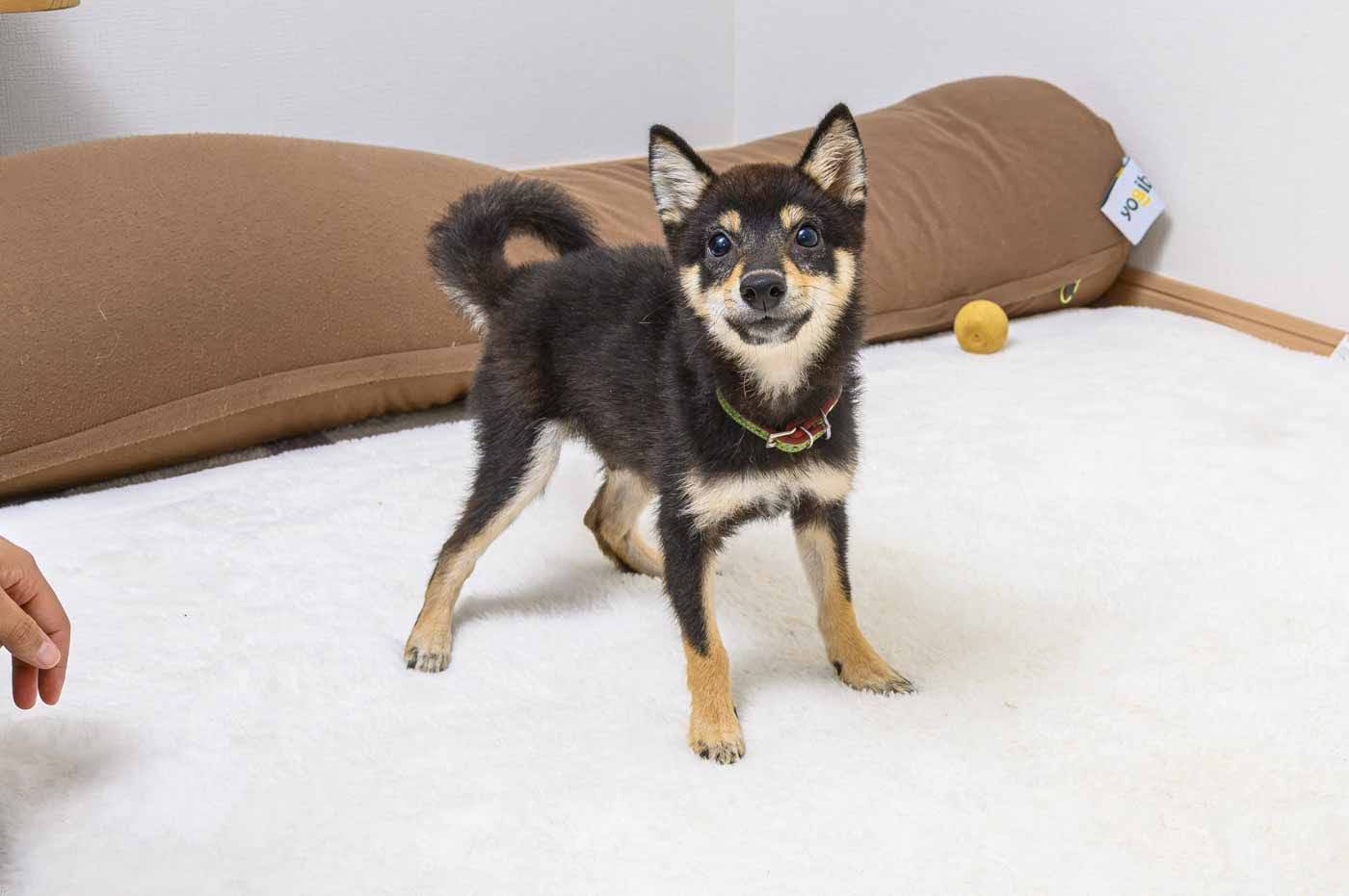 豆柴犬 販売子犬番号 くろてんしょう 写真4
