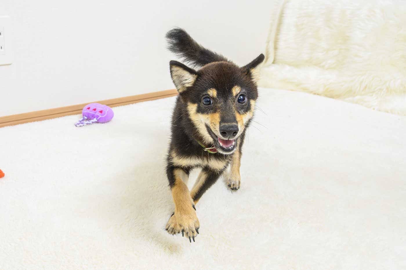 豆柴犬 販売子犬番号 くろてんしょう 写真5