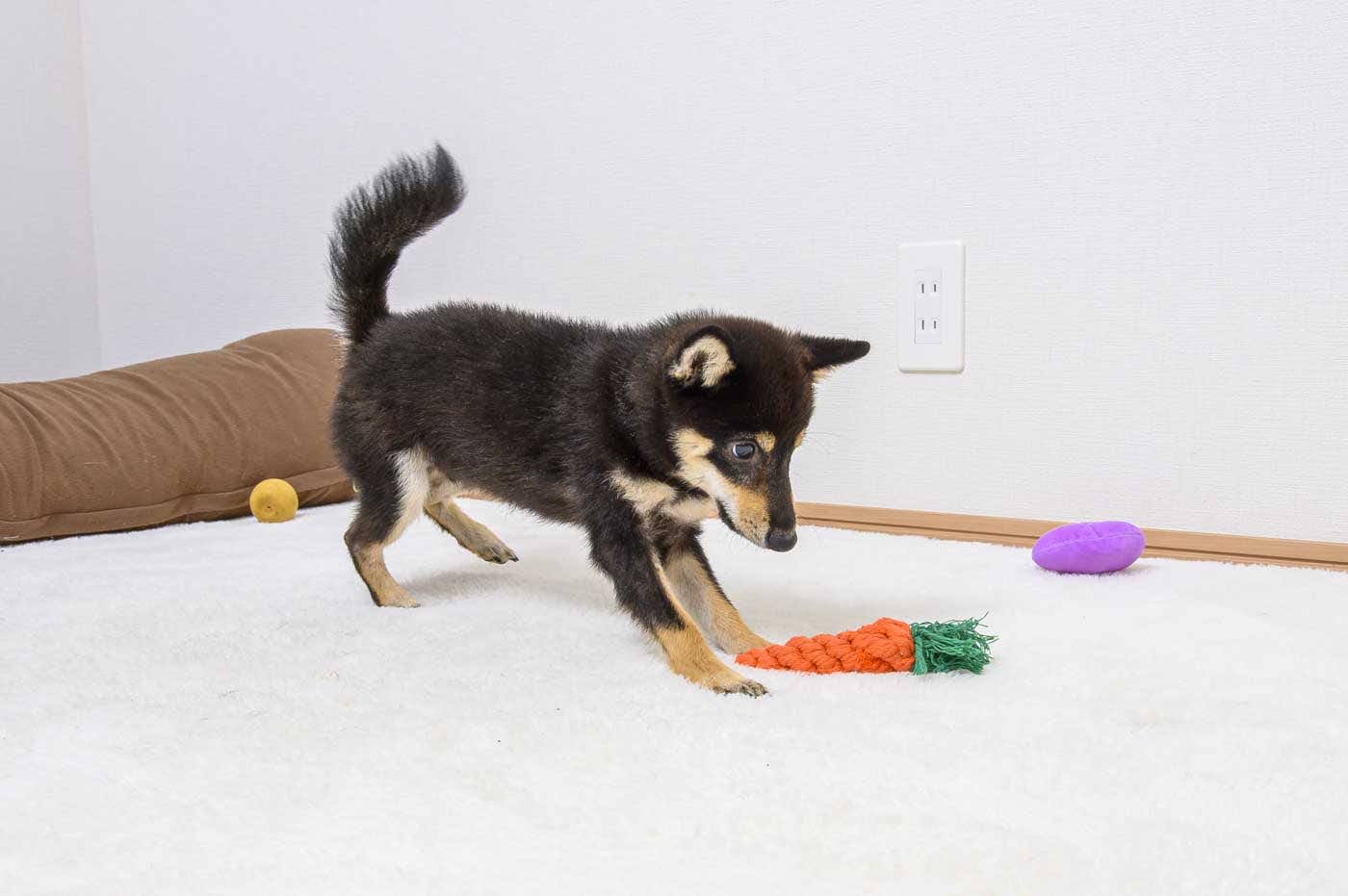 豆柴犬 販売子犬番号 くろてんしょう 写真6