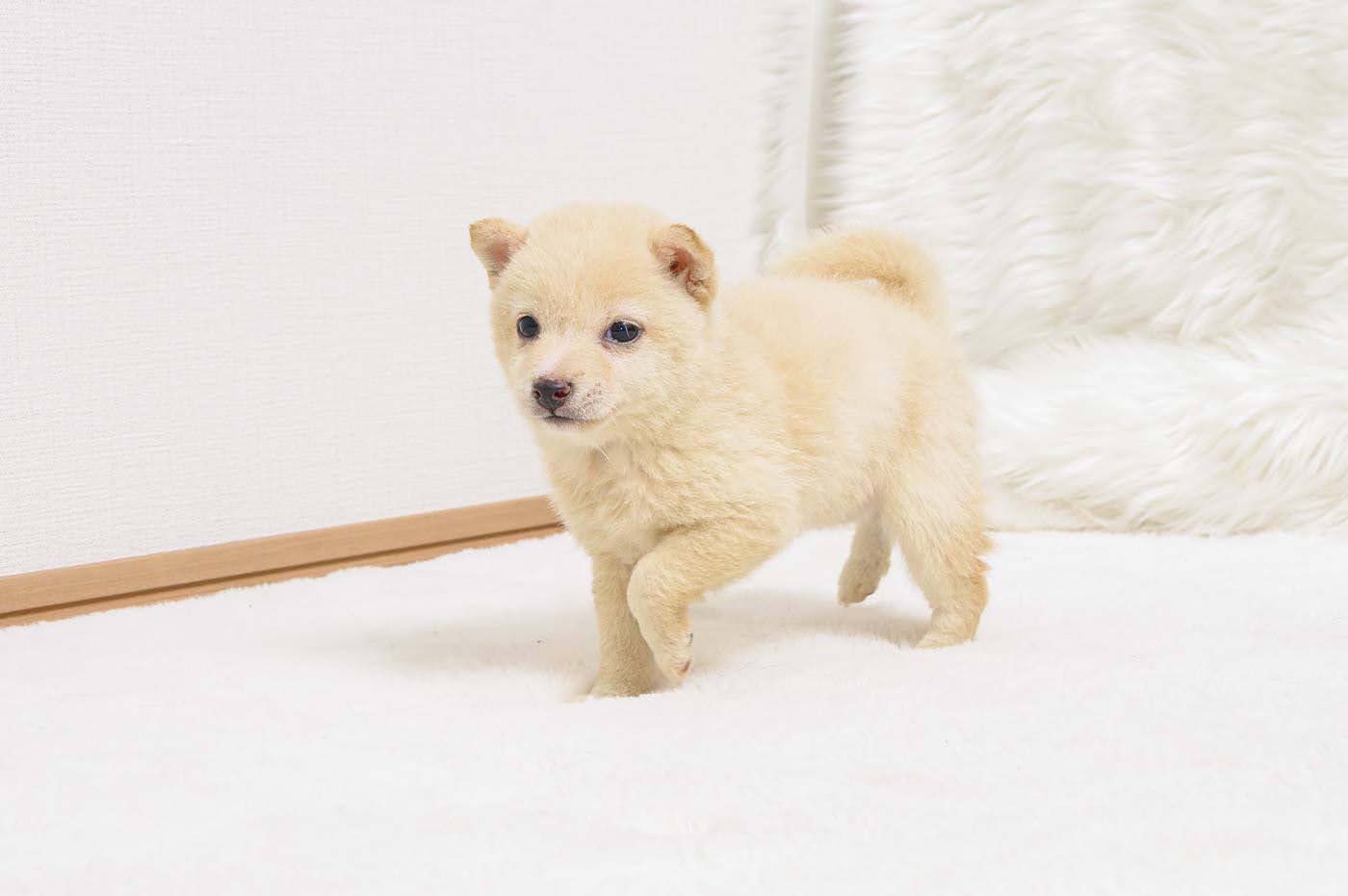 豆柴犬 販売子犬番号 はるかちゃん 写真7