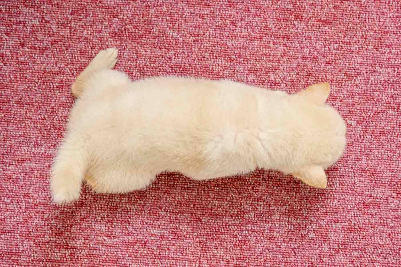豆柴犬 販売子犬番号 はるかちゃん 写真8
