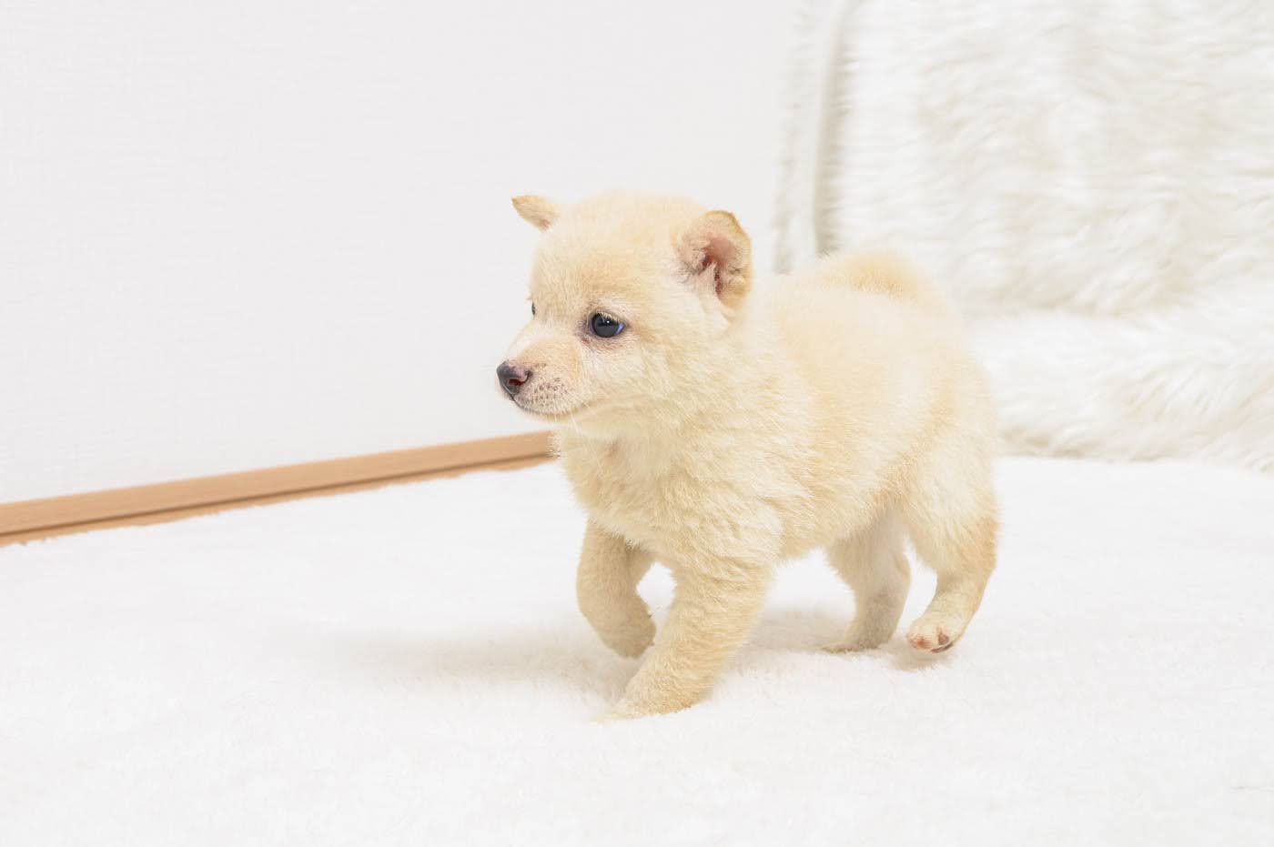 豆柴犬 販売子犬番号 はるかちゃん 写真6
