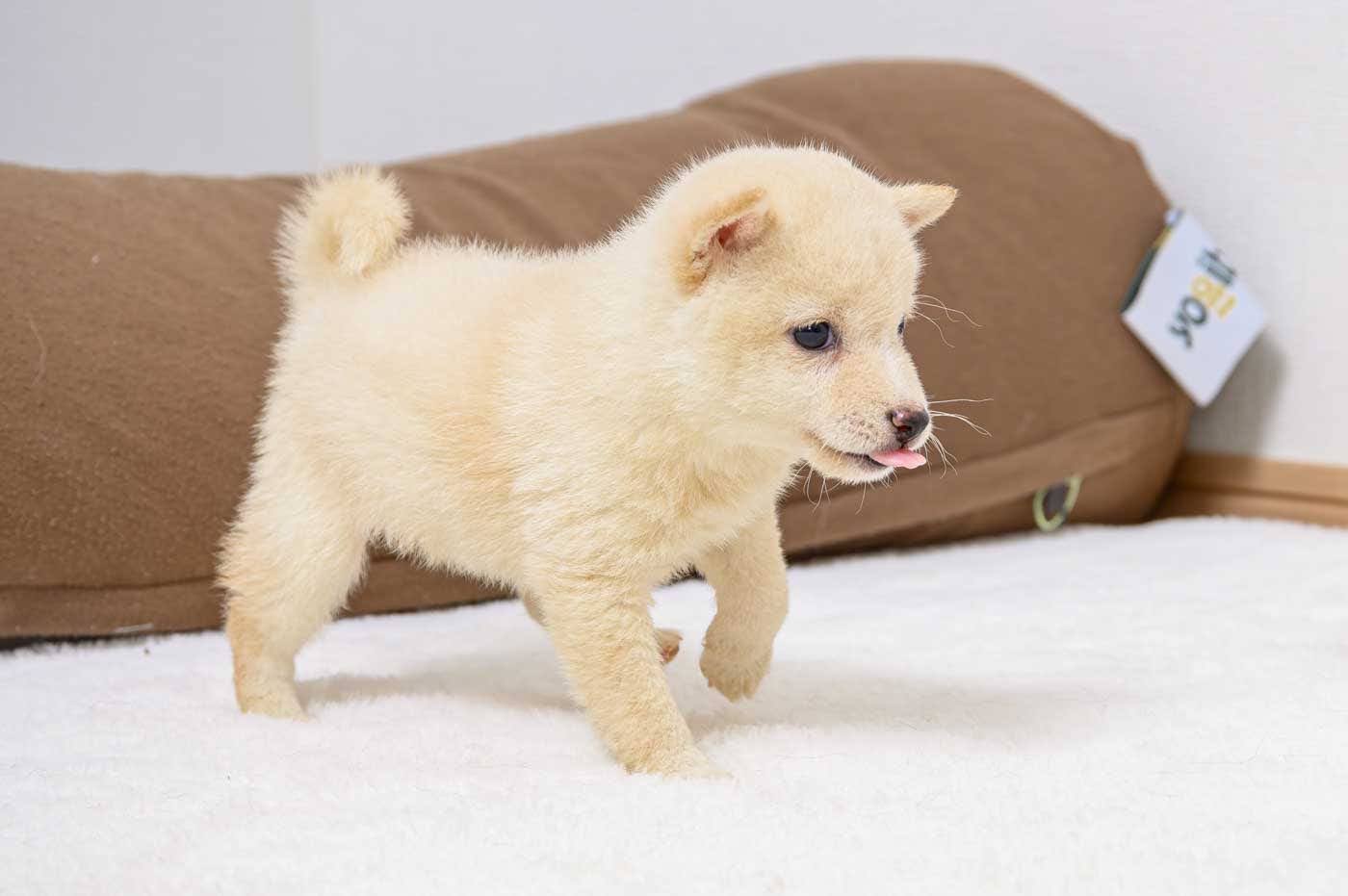 豆柴犬 販売子犬番号 はるかちゃん 写真5