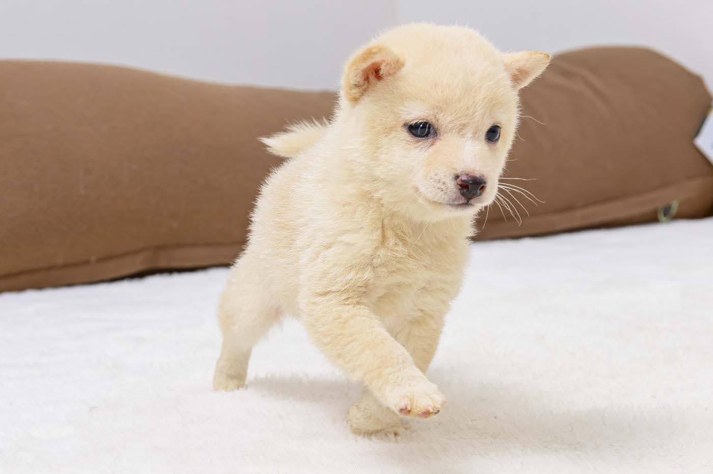 豆柴犬 販売子犬番号 はるかちゃん 写真4