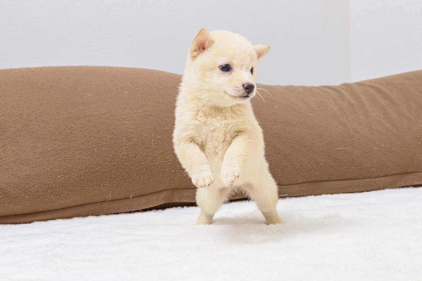豆柴犬 販売子犬番号 はるかちゃん 写真3