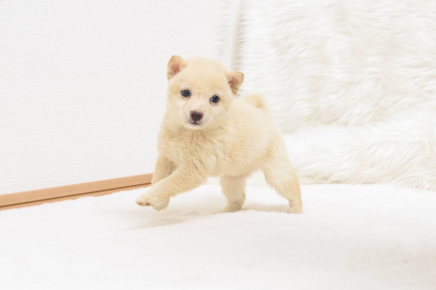 豆柴犬 販売子犬番号 はるかちゃん 写真2
