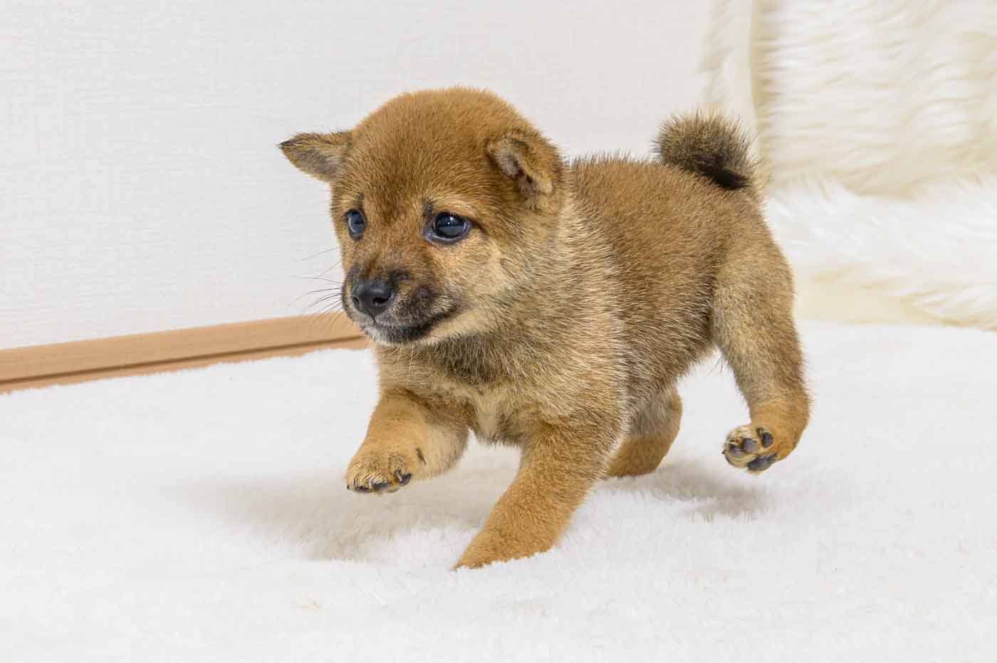 豆柴犬 販売子犬番号 ゆうこちゃん 写真7