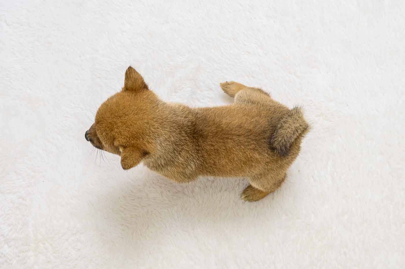 豆柴犬 販売子犬番号 ゆうこちゃん 写真8