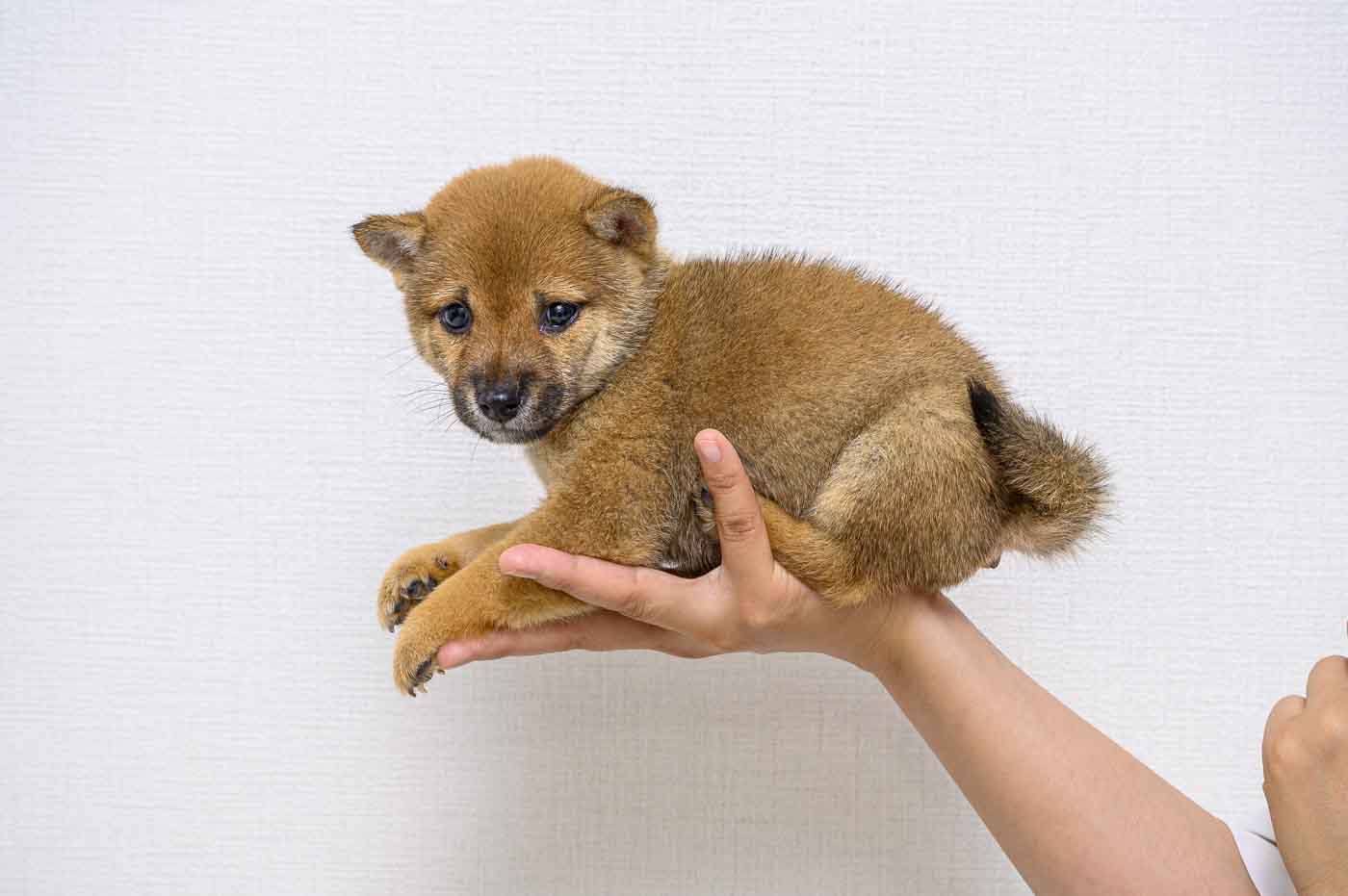 豆柴犬 販売子犬番号 ゆうこちゃん 写真9