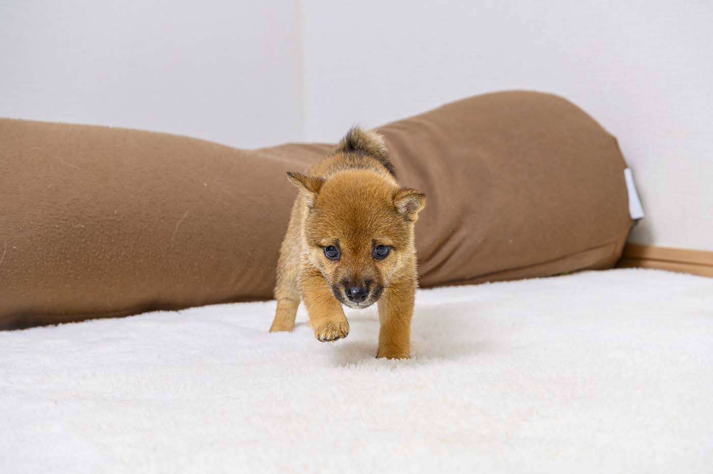 豆柴犬 販売子犬番号 ゆうこちゃん 写真6