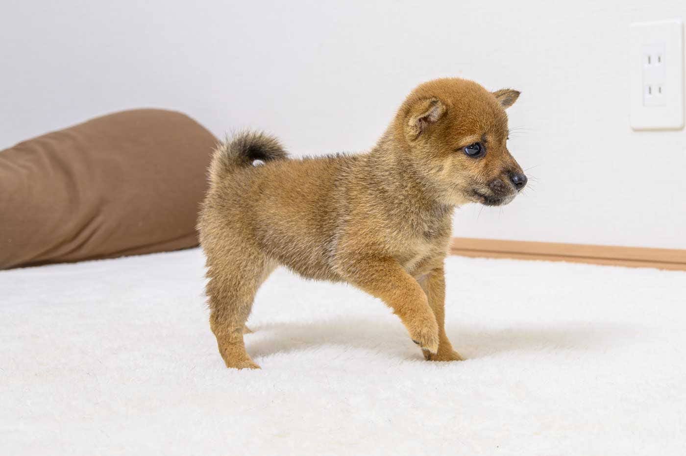 豆柴犬 販売子犬番号 ゆうこちゃん 写真5