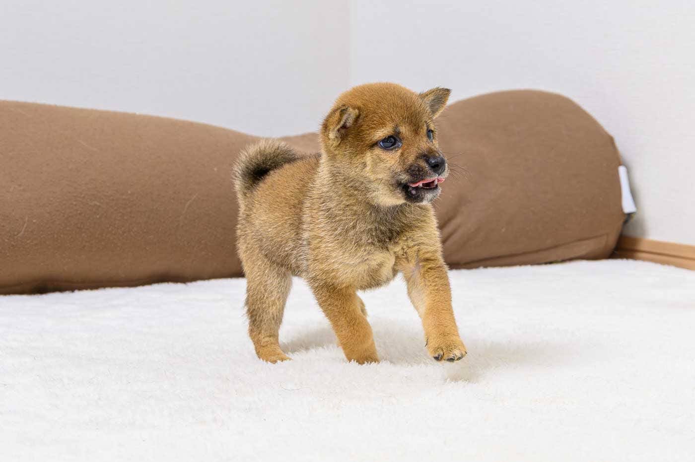 豆柴犬 販売子犬番号 ゆうこちゃん 写真4