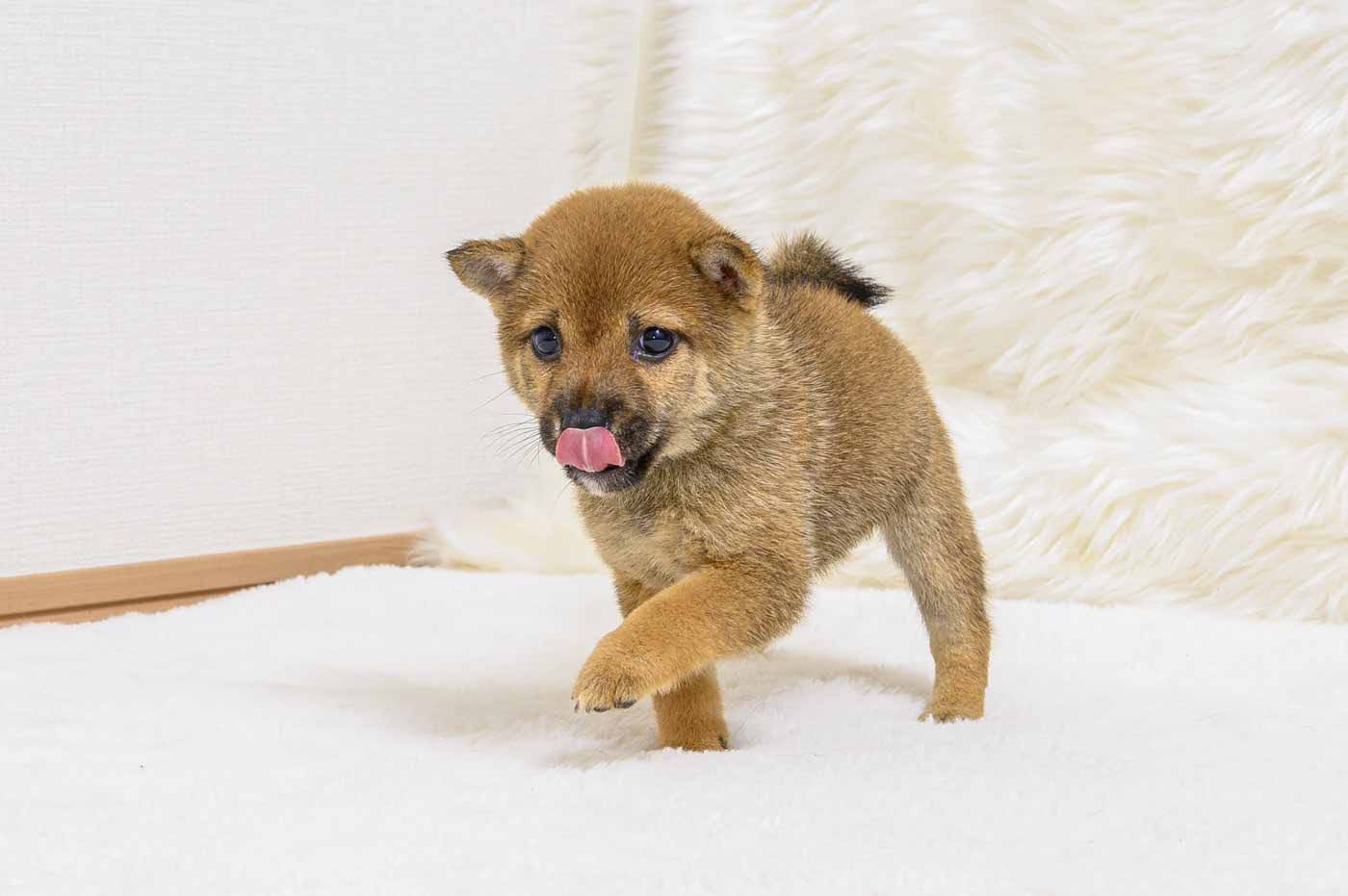 豆柴犬 販売子犬番号 ゆうこちゃん 写真3