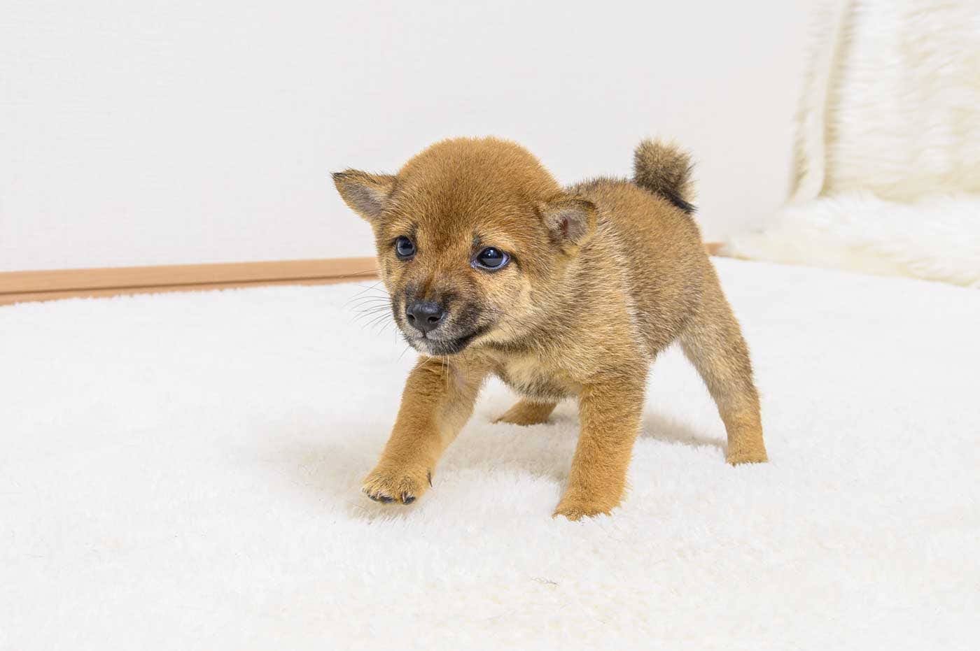 豆柴犬 販売子犬番号 ゆうこちゃん 写真2