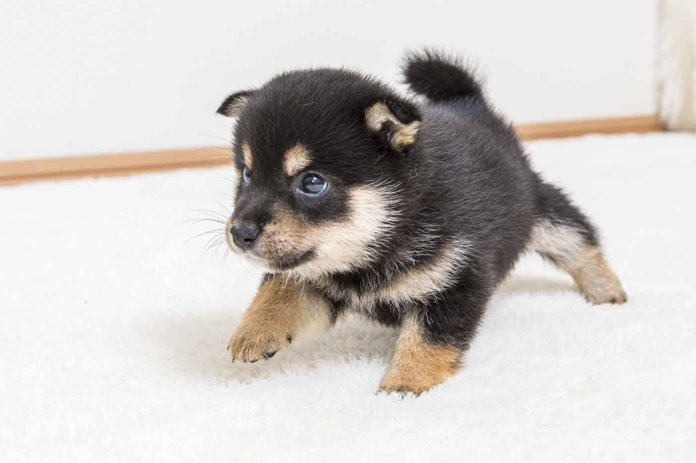 豆柴犬 販売子犬番号 まるくん 写真4