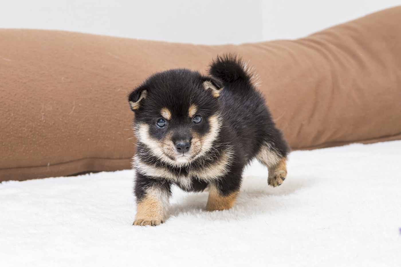 豆柴犬 販売子犬番号 まるくん 写真3