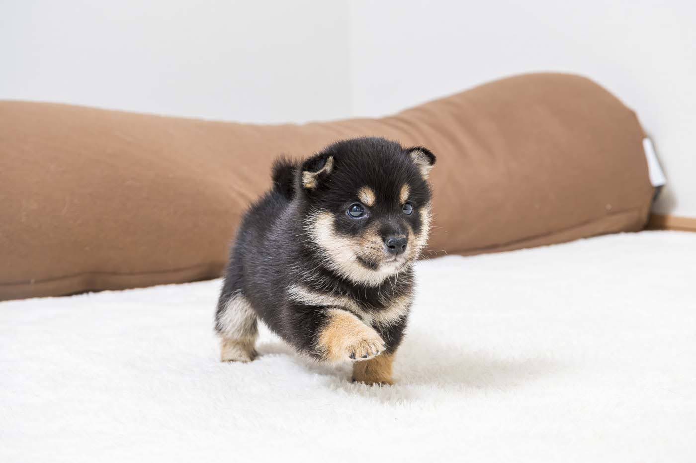 豆柴犬 販売子犬番号 まるくん 写真6
