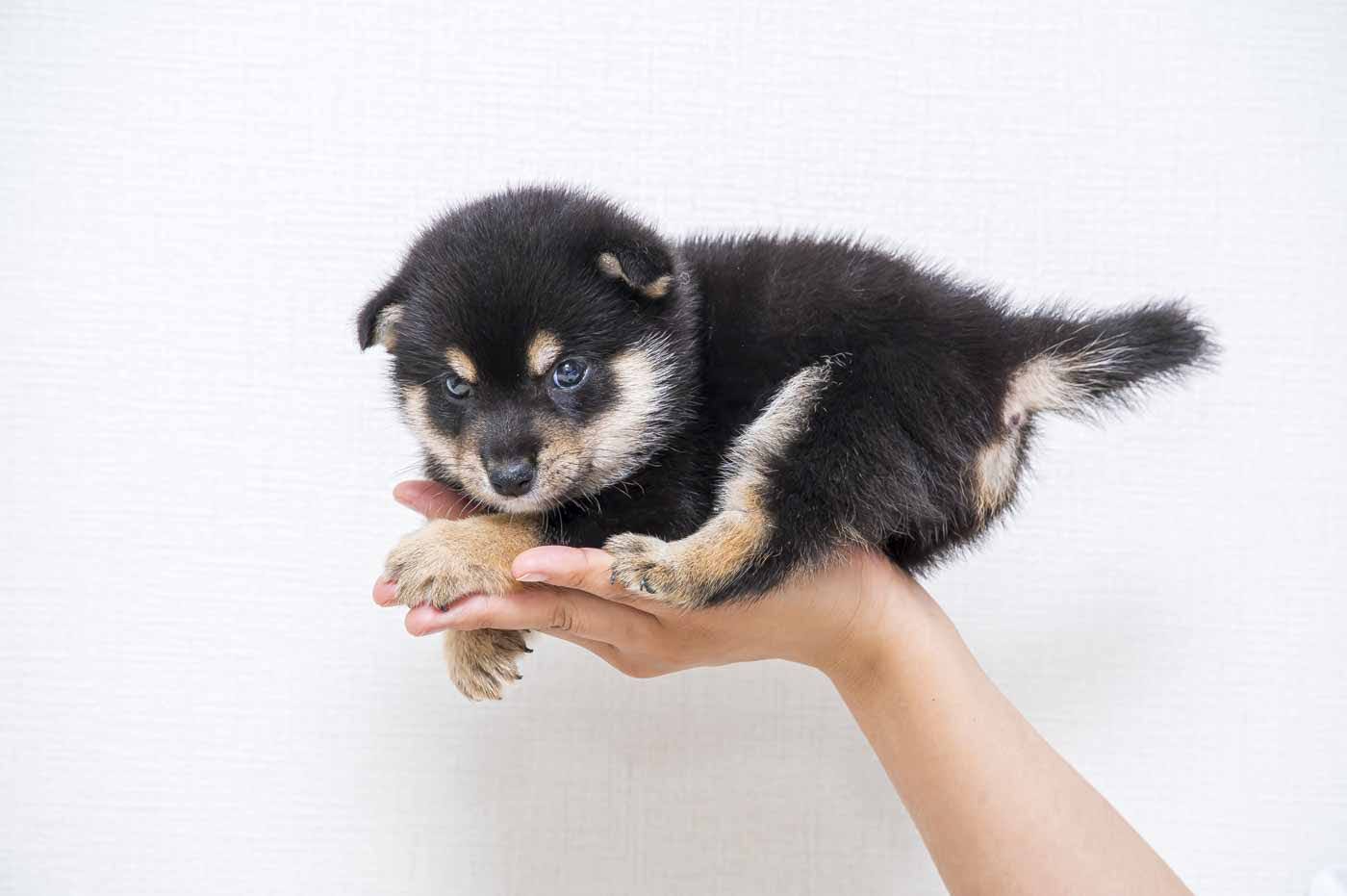 豆柴犬 販売子犬番号 まるくん 写真2