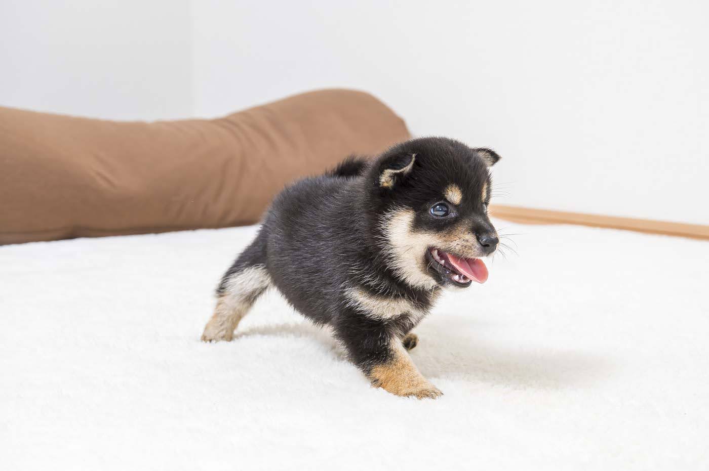 豆柴犬 販売子犬番号 まるくん 写真7