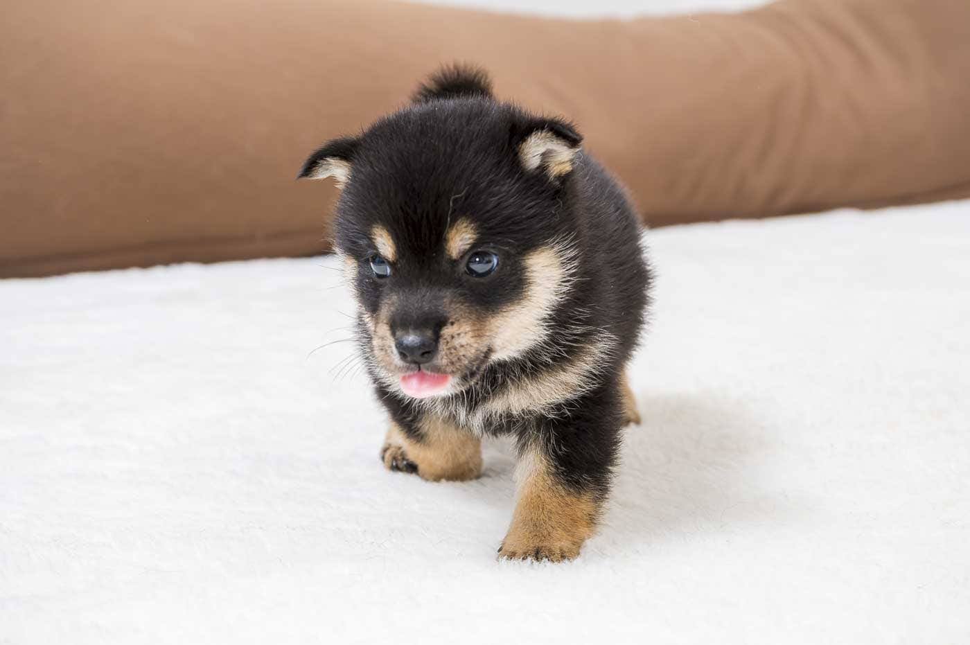 豆柴犬 販売子犬番号 まるくん 写真5