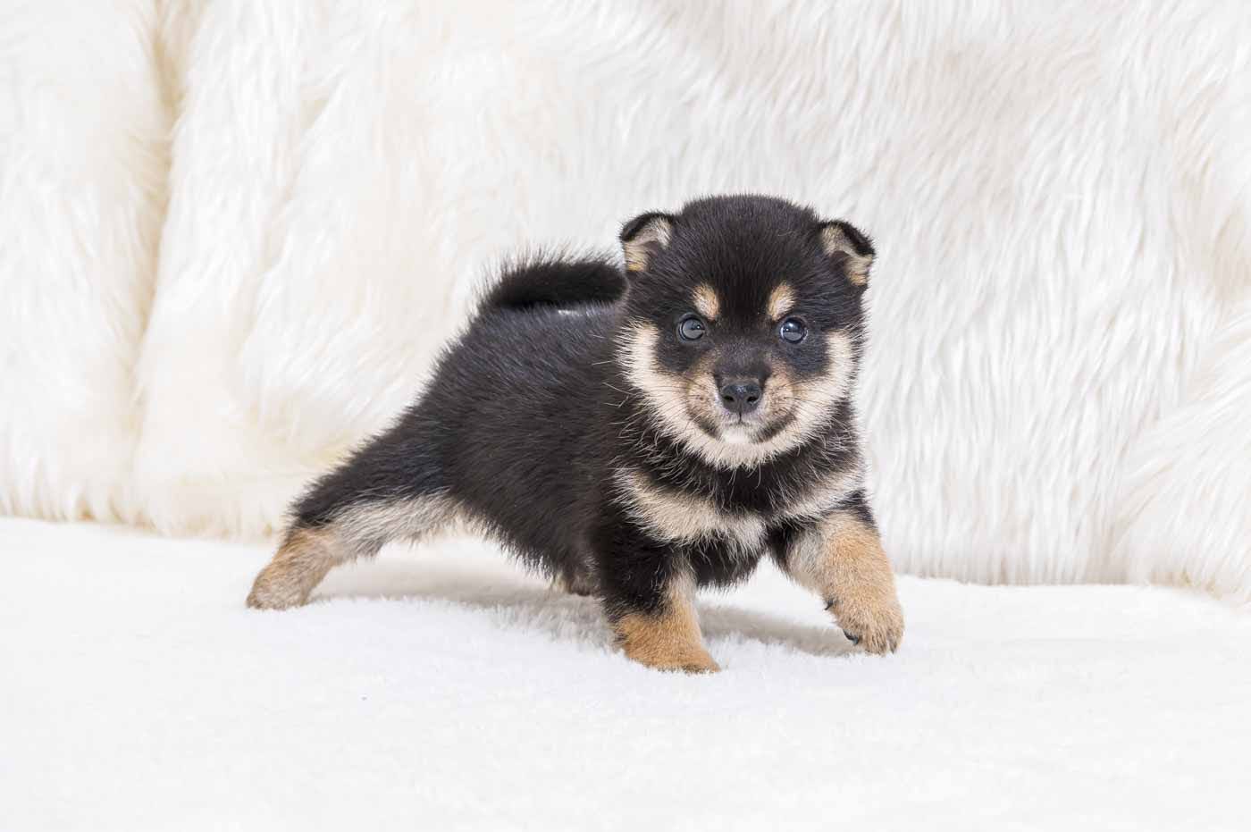 豆柴犬 販売子犬番号 まるくん 写真8