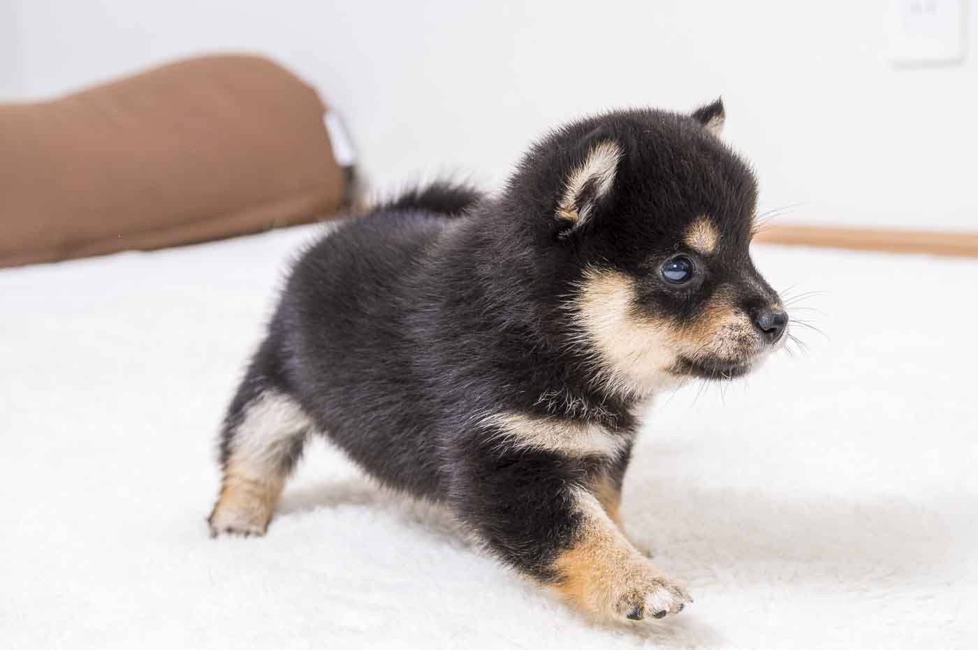 豆柴犬 販売子犬番号 ぽてくん 写真3