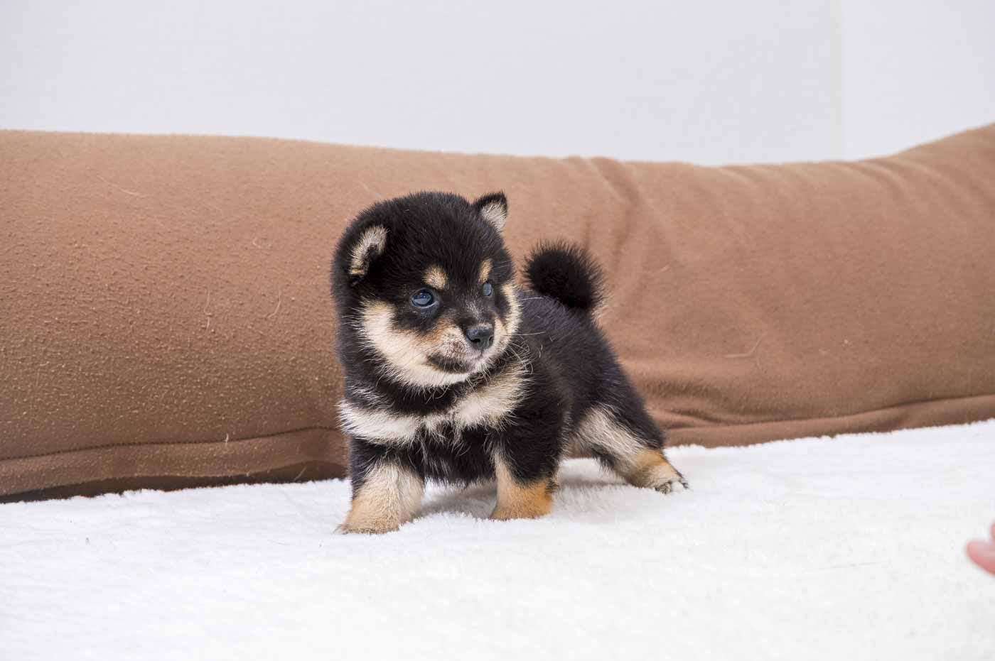 豆柴犬 販売子犬番号 ぽてくん 写真4