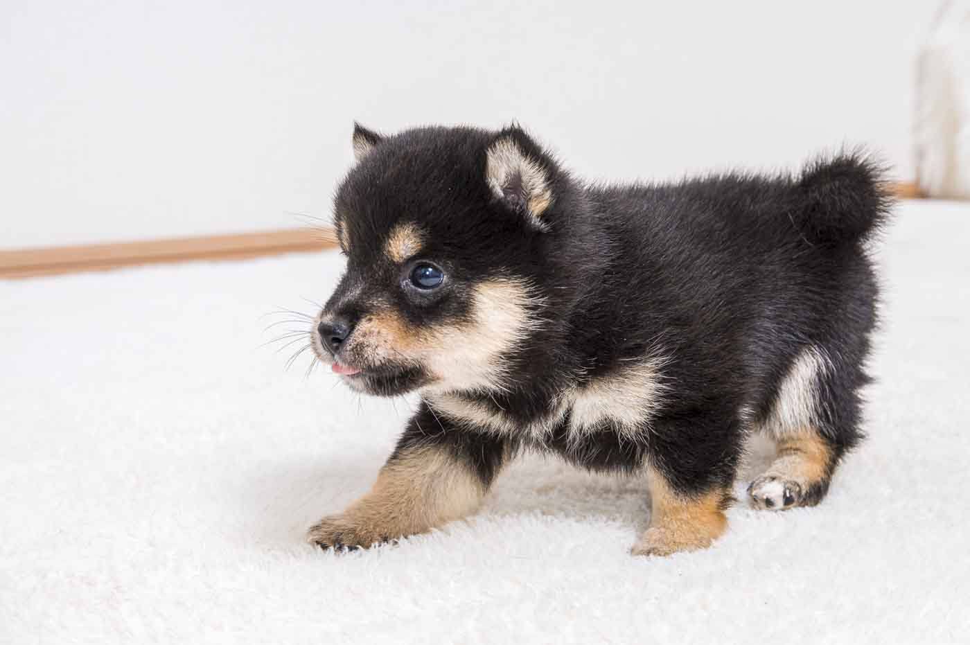 豆柴犬 販売子犬番号 ぽてくん 写真5