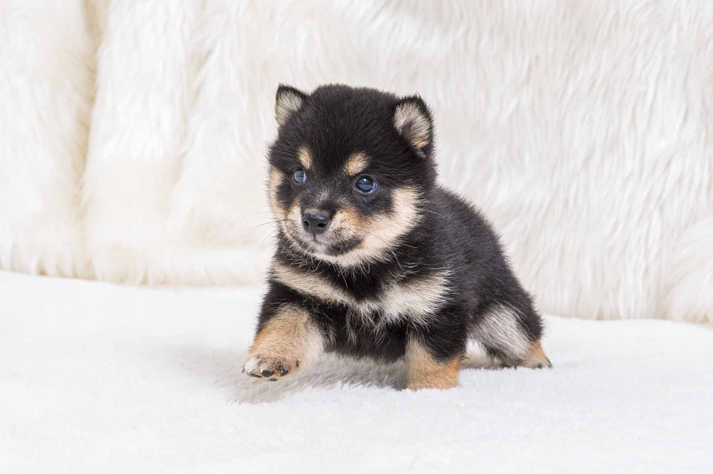 豆柴犬 販売子犬番号 ぽてくん 写真6