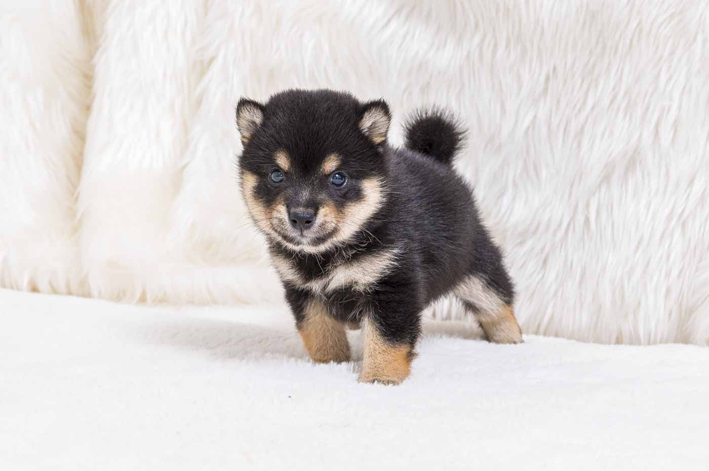 豆柴犬 販売子犬番号 ぽてくん 写真7