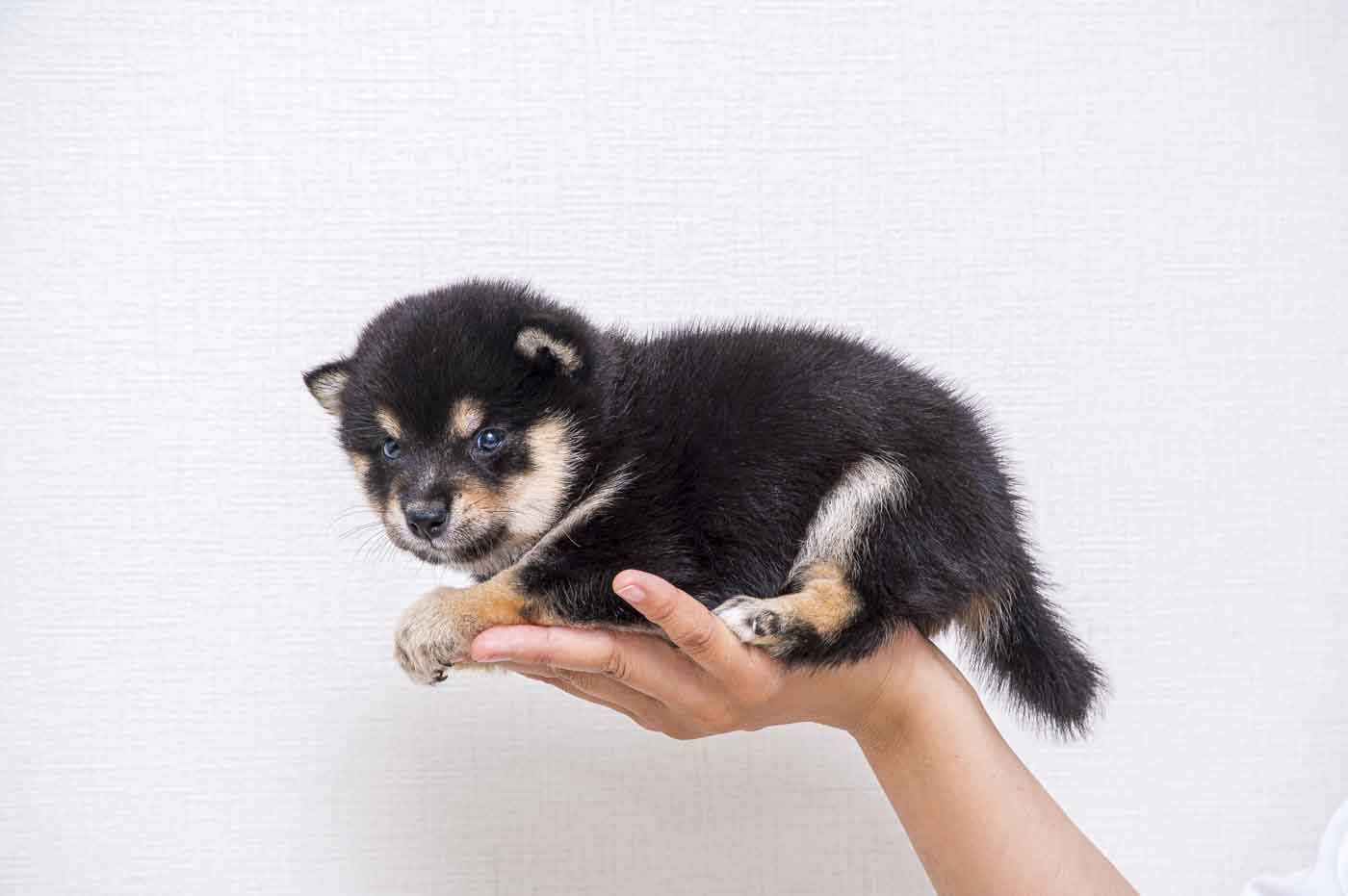 豆柴犬 販売子犬番号 ぽてくん 写真2