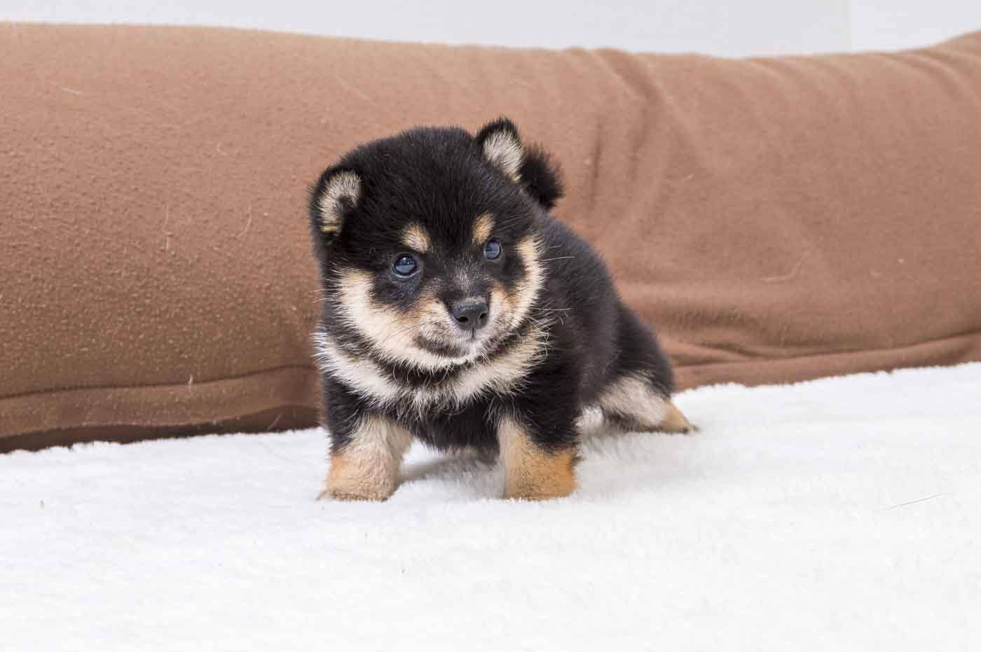 豆柴犬 販売子犬番号 ぽてくん 写真8